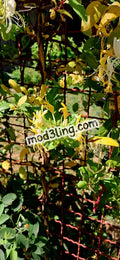 honeysuckle