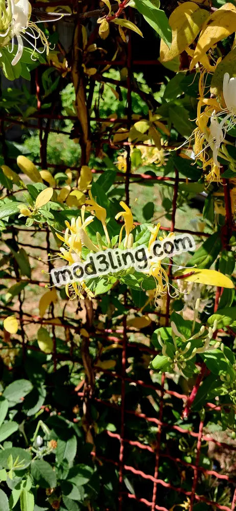 honeysuckle