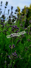 lavender