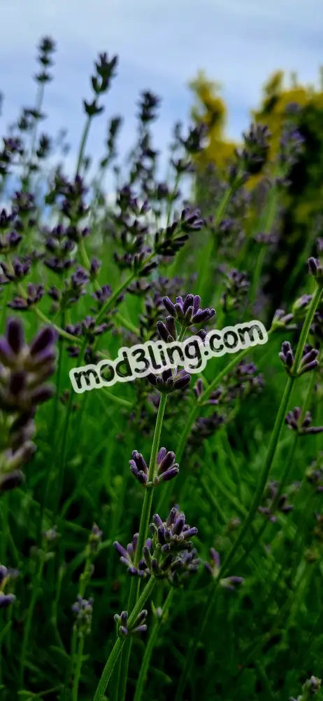 lavender
