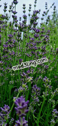 lavenders