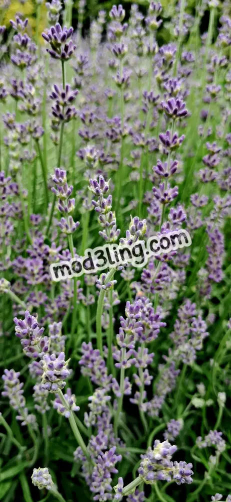 lavender’s