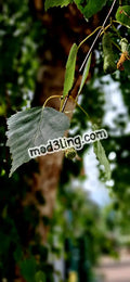leaves