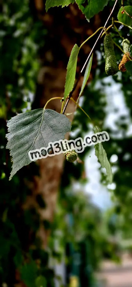 leaves