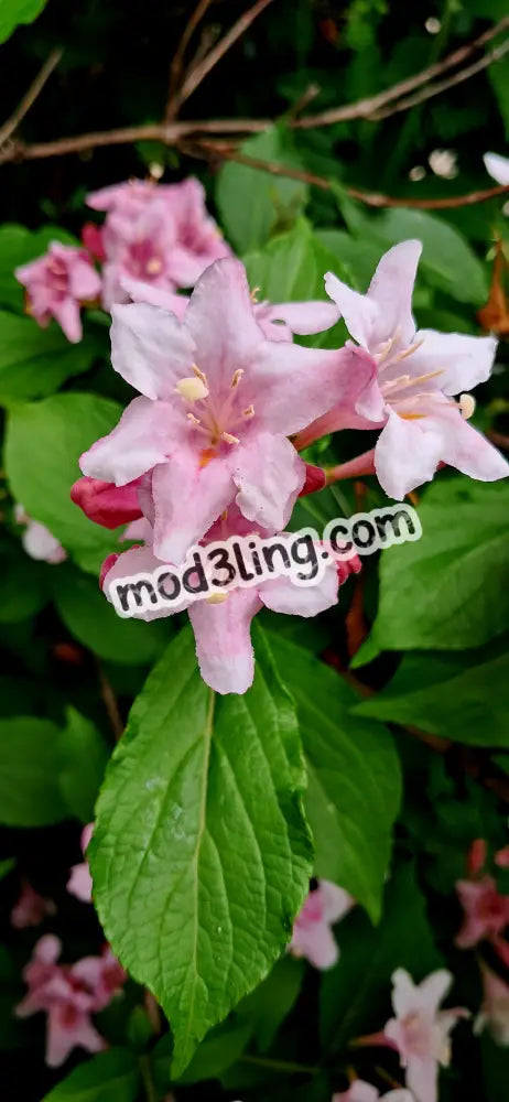 weigela florida